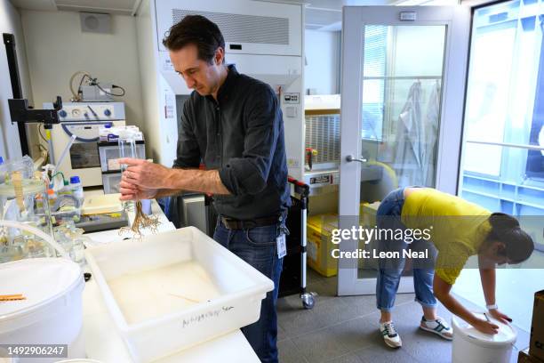 Crinoid, also known as a Sea Lily, is repaired by Merit Researcher Dr Adrian Glover before being transferred into an ethanol-filled specimen jar for...