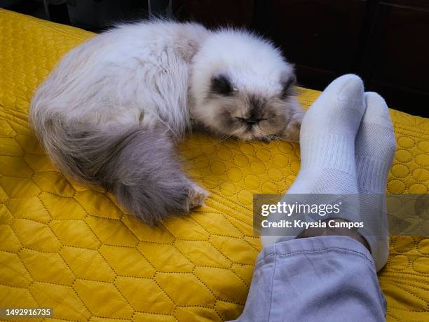 cat sleeps next to human's feet on the bed - cozy socks stock pictures, royalty-free photos & images