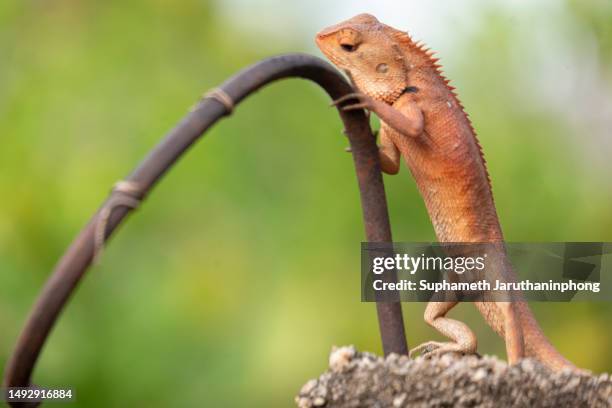 close-up shot of orange forest lizard - rainforest pets stock pictures, royalty-free photos & images