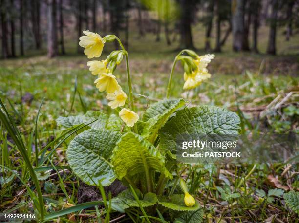 primula flowers blossoming - primulaceae bildbanksfoton och bilder