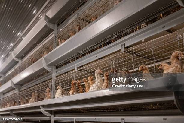 automated chicken coops - hatchery stock pictures, royalty-free photos & images