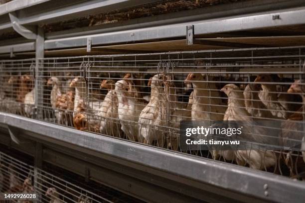 Chicken Using Computer 831 Poultry Computer Stock Photos, High-Res Pictures, and Images ...