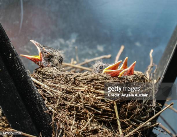 hungry baby robins - angela auclair stock pictures, royalty-free photos & images