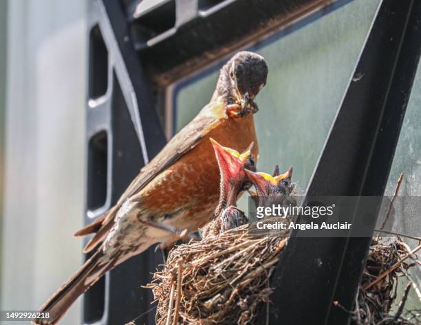 hungry baby robins - angela auclair stock pictures, royalty-free photos & images