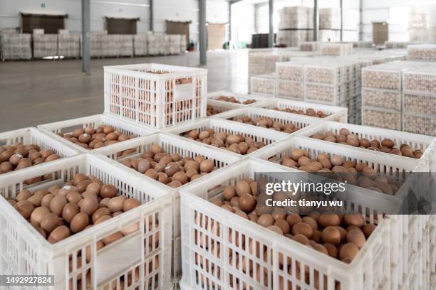 egg packaging and shipment warehouse - staple stock pictures, royalty-free photos & images