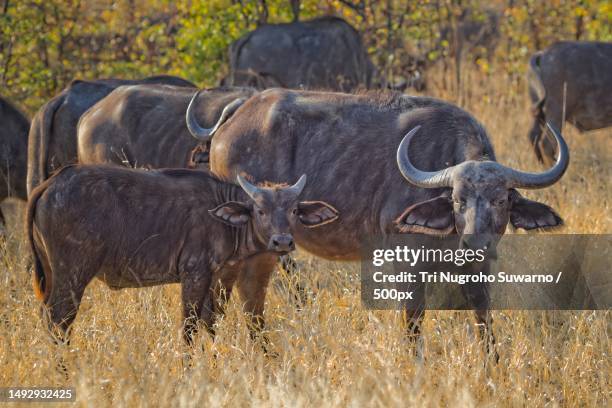 side view of buffaloes looking at camera - アフリカスイギュウ ストックフォトと画像