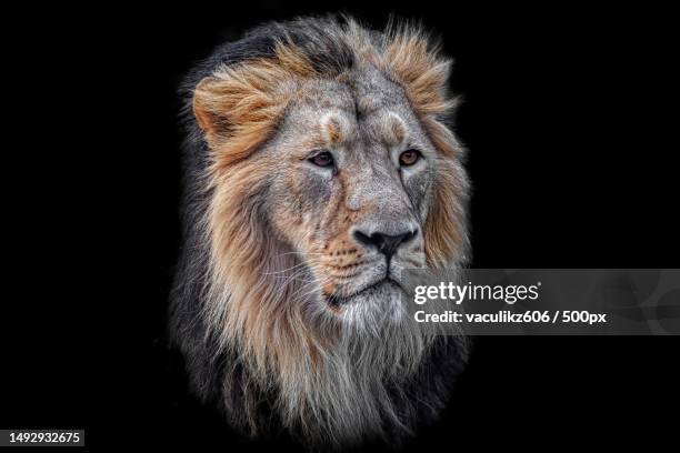 portrait of a lion,ostrava zoo,czech republic - ostrava stock pictures, royalty-free photos & images