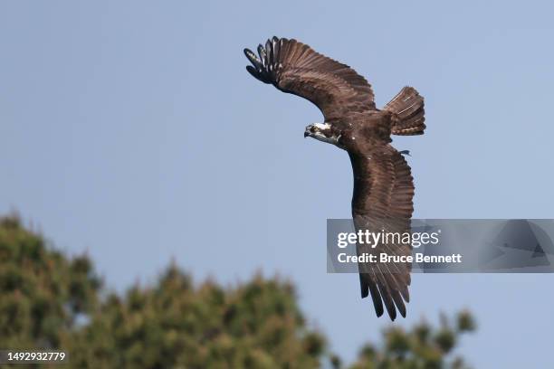 An osprey flies over the Massapequa Preserve on May 17, 2023 in Massapequa, New York, New York. Birds of prey including osprey and hawks have been...