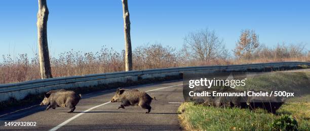 chaud devant on the road,france - wild boar stock-fotos und bilder