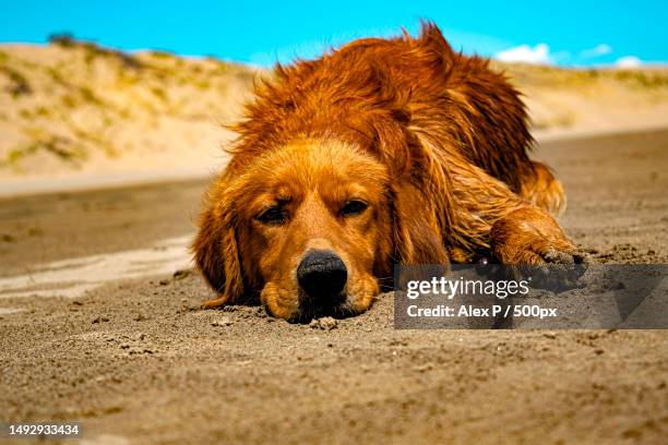 close-up of golden retriever lying on sand at beach,kazakhstan - dogs in sand stock pictures, royalty-free photos & images