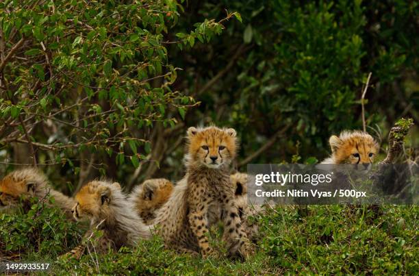 a cub and its mother,masai mara national reserve,kenya - national wildlife reserve stock-fotos und bilder