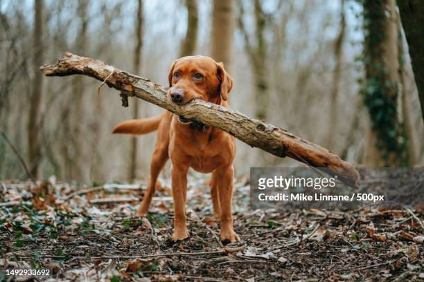 portrait of labrador retriever with huge stick standing on field,knaresborough,united kingdom,uk - woods stock pictures, royalty-free photos & images