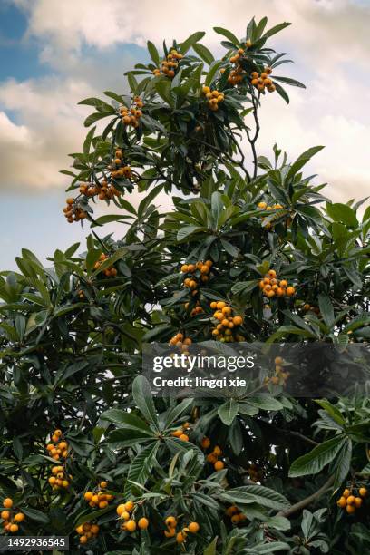 loquat tree laden with fruit. - fruit laden trees stock pictures, royalty-free photos & images