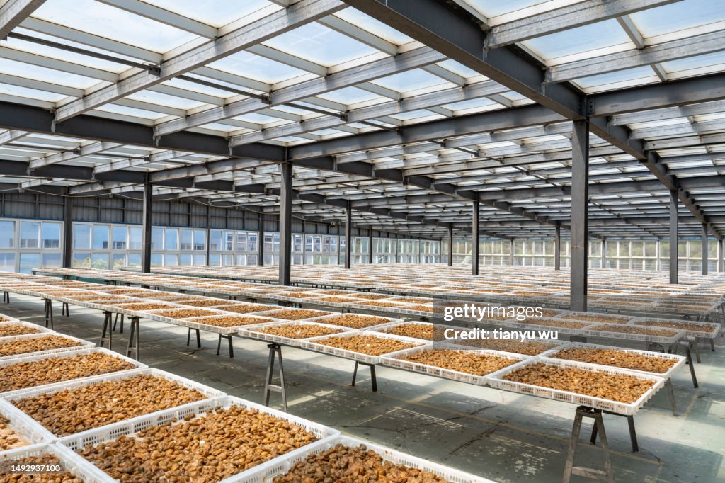 Preserved fruit processing factory
