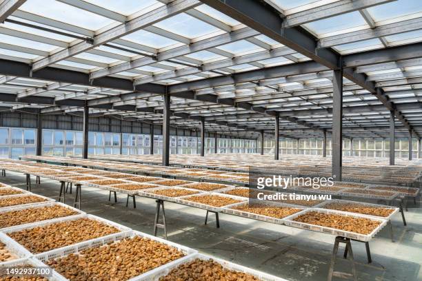 preserved fruit processing factory - food and drink industry stock pictures, royalty-free photos & images