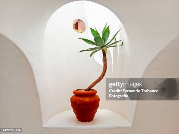 potted cactus on the window - cactus isolated stock pictures, royalty-free photos & images