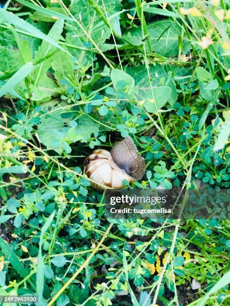 a big snail on the grass  - forest - caracol gigante africano fotografías e imágenes de stock