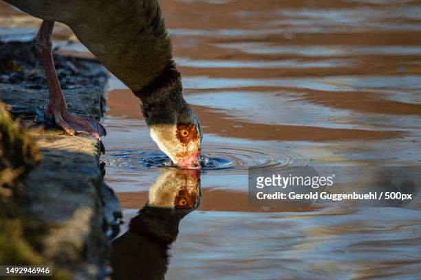 egyptian goose drinking water from lake,dietikon,switzerland - gerold guggenbuehl stock pictures, royalty-free photos & images