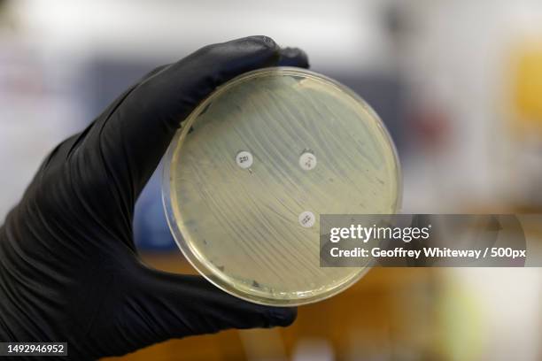 cropped hand of scientist holding test tube in laboratory,canada - micrococcus stock-fotos und bilder