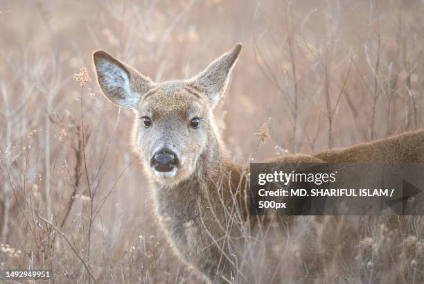 white-tailed deer buck odocoileus virginianus in radiant light,rhode island,united states,usa - roe deer female stock pictures, royalty-free photos & images