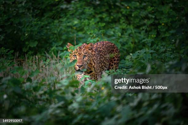 a amur leopard wild wild wild in a wild,india - amur leopard fotografías e imágenes de stock