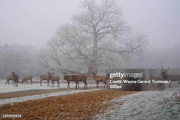 stags in the snow,richmond park,richmond,united kingdom,uk - wayne gerard trotman stockfoto's en -beelden