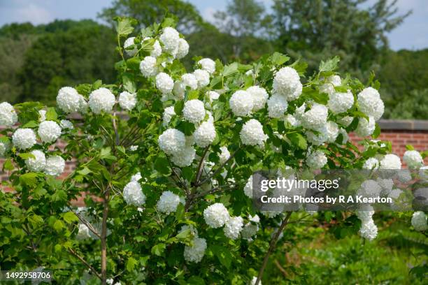 viburnum opulus 'roseum' flowering in late may - viburnum stock pictures, royalty-free photos & images