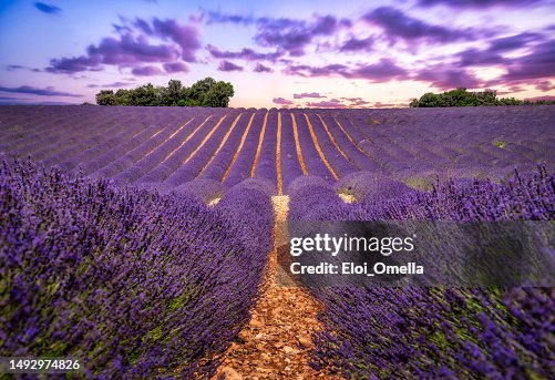Lavender field in Valensole, Provence, France Lavender field in Valensole, Provence, France
