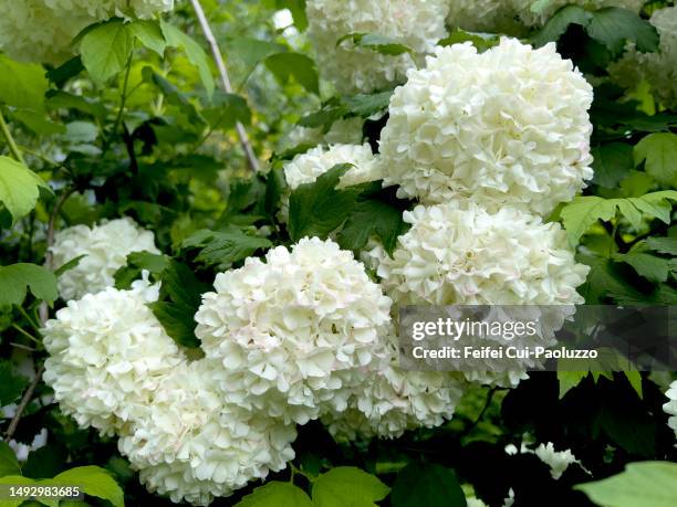 viburnum opulus flower in bloom - viburnum stock-fotos und bilder