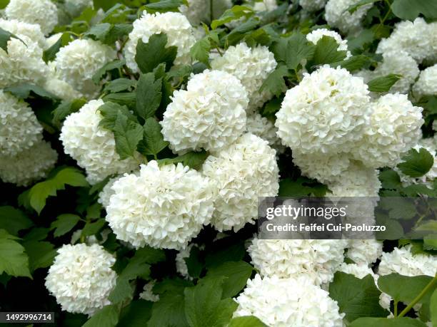 viburnum opulus flower in bloom - viburno - fotografias e filmes do acervo