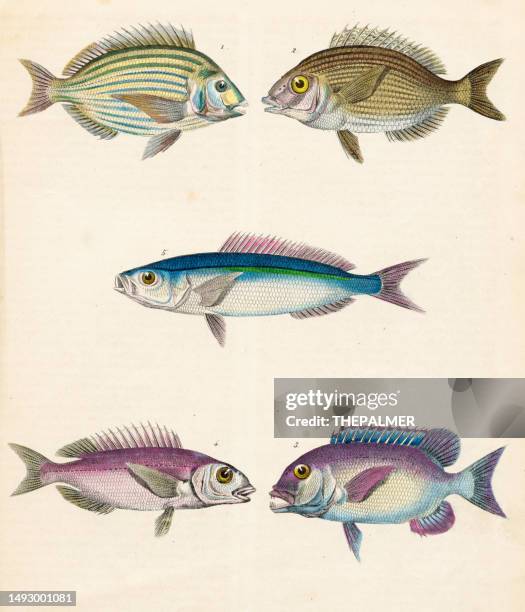 fische handkolorierte gravurillustration 1848 - schnapper stock-grafiken, -clipart, -cartoons und -symbole