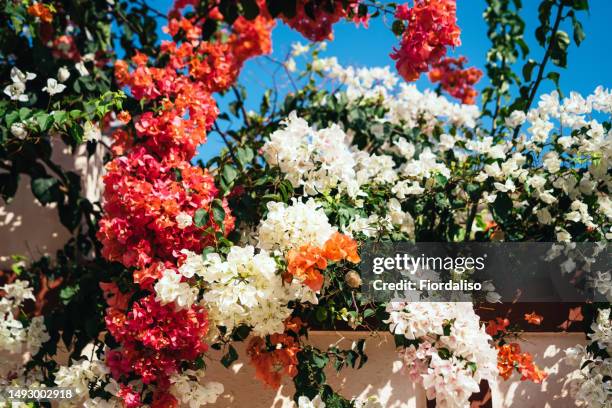 pink alley leading to the beach on the ocean - bougainvillea stock-fotos und bilder