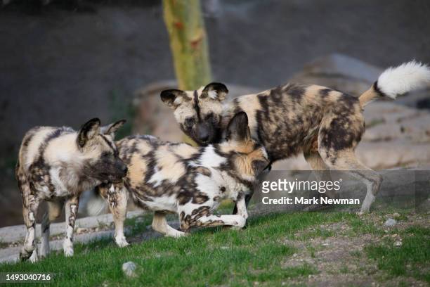 spotted hyena - kenya newman stock-fotos und bilder
