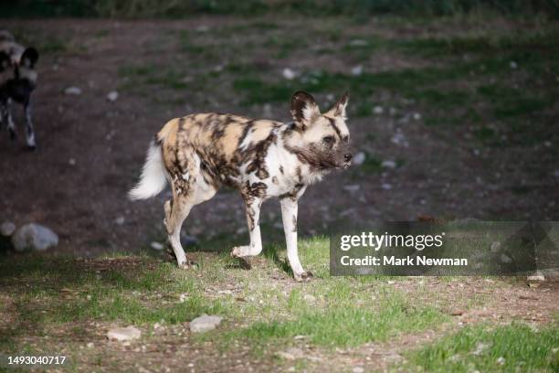 spotted hyena - kenya newman stock-fotos und bilder