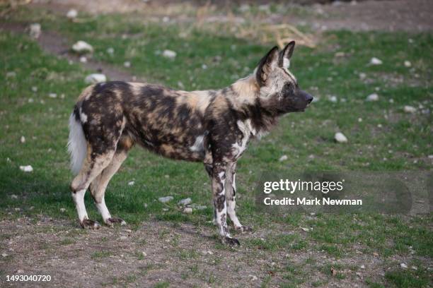 spotted hyena - kenya newman stock-fotos und bilder