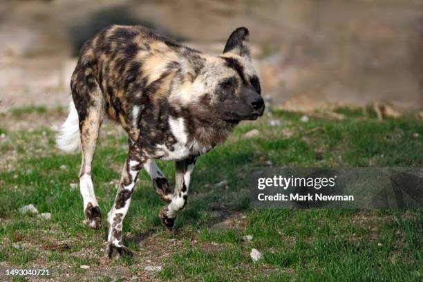 spotted hyena - kenya newman stock-fotos und bilder