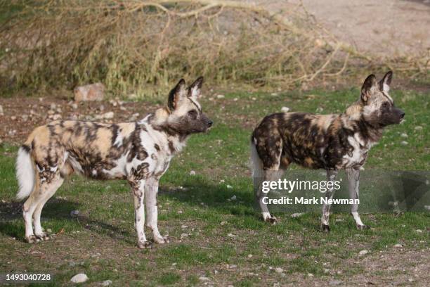 spotted hyena - kenya newman stock-fotos und bilder