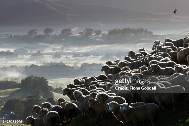 Sheep are mustered on Withers Farm in Kaipara Flats on May 25, 2023 in Auckland, New Zealand. Manager Josh Jackson runs 1000 purebred Romney ewes,...