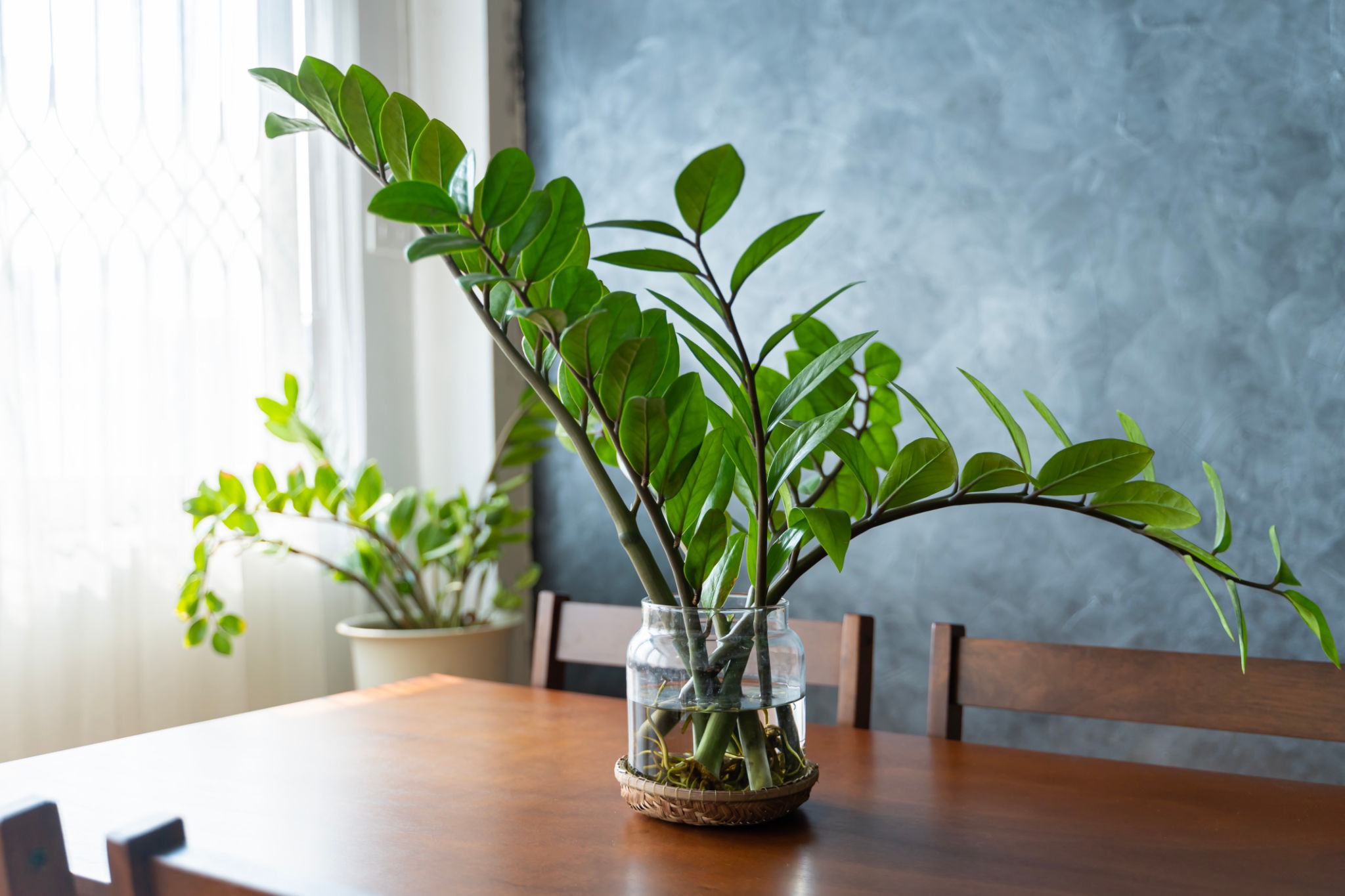zz plant