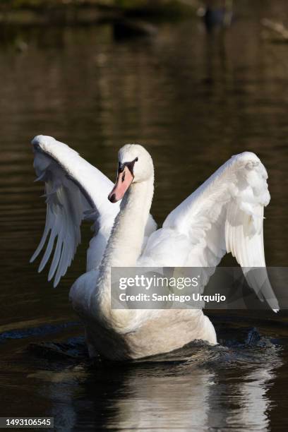 swam shaking its wings - swam stock pictures, royalty-free photos & images