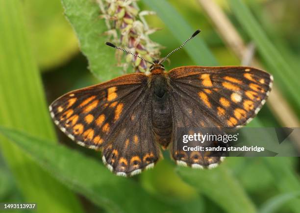 a rare duke of burgundy butterfly, hamearis lucina, perching on a plant. - hamearis lucina stock pictures, royalty-free photos & images