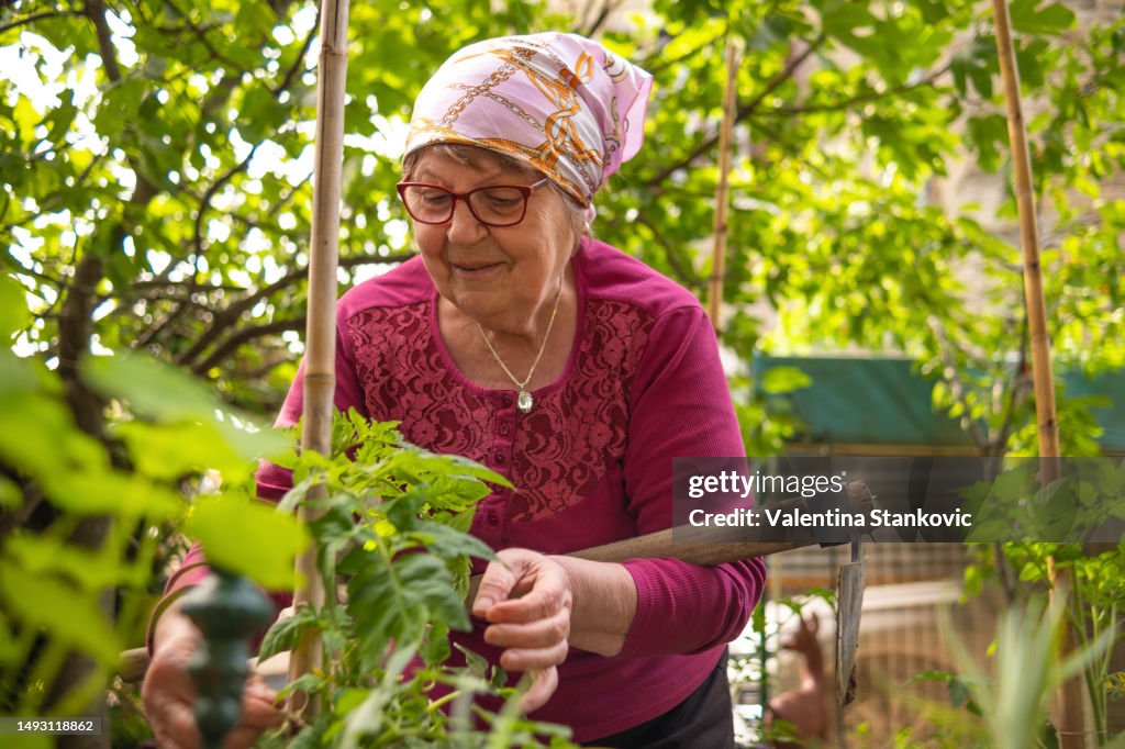 Happy senior gardener
