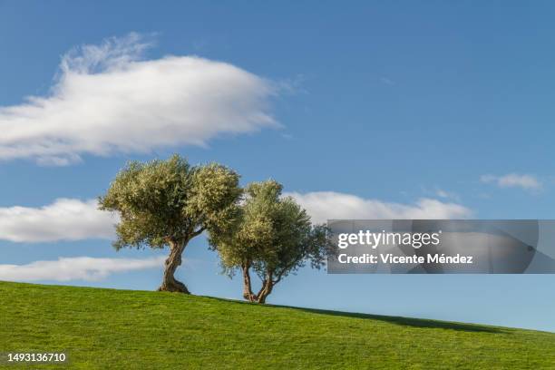 two olive trees - two trees stock pictures, royalty-free photos & images