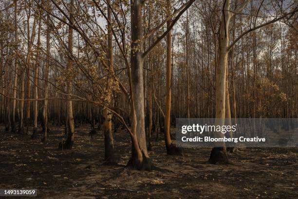 burnt trees in a forest - arid woodlands stock-fotos und bilder