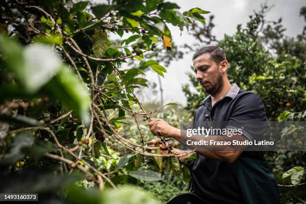 mature agricultor man picking coffee at farm - agricultor stock pictures, royalty-free photos & images