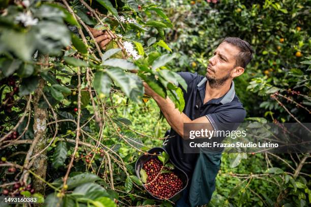 mature agricultor man picking coffee at farm - agricultor stock pictures, royalty-free photos & images