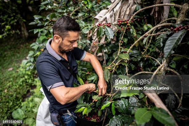 mature agricultor man picking coffee at farm - agricultor stock pictures, royalty-free photos & images