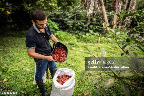 mature agricultor man putting raw coffee beans on a bag at farm - agricultor stock pictures, royalty-free photos & images