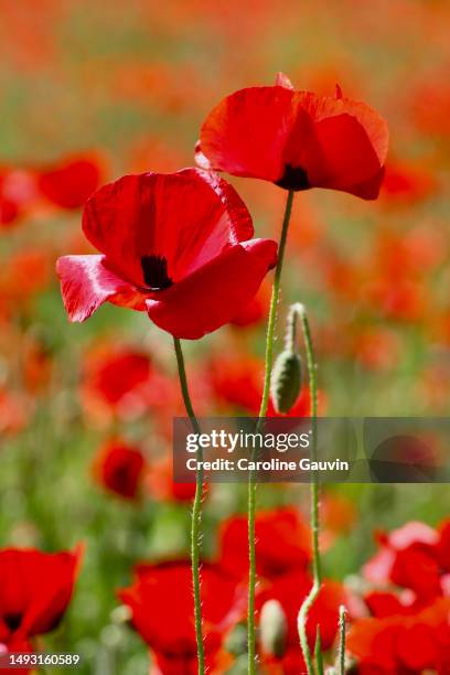 duo of red poppies - fleur de pavot photos et images de collection