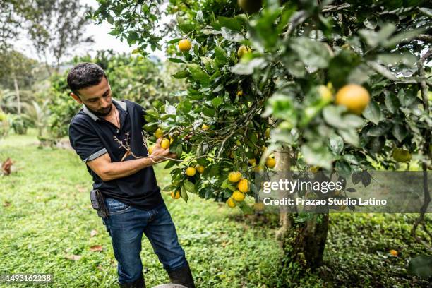 mature agricultor man picking lemon on a tree at farm - agricultor stock pictures, royalty-free photos & images